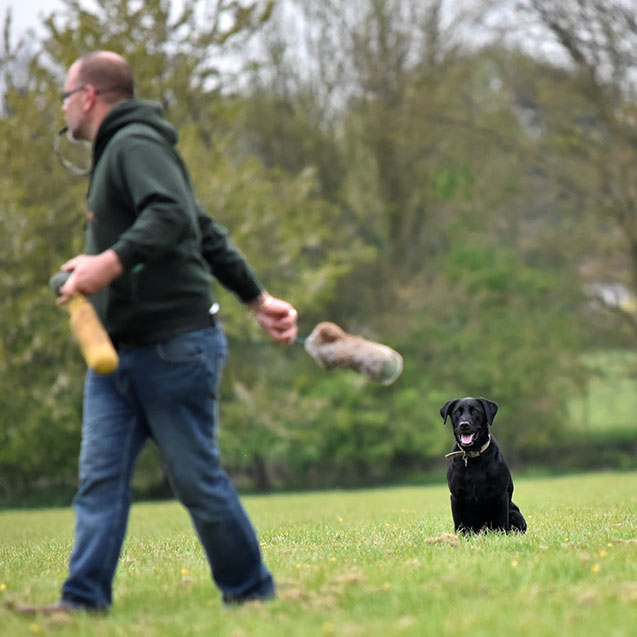 TAKE THE LEAD DOG TRAINING - SUFFOLK -GALLERY