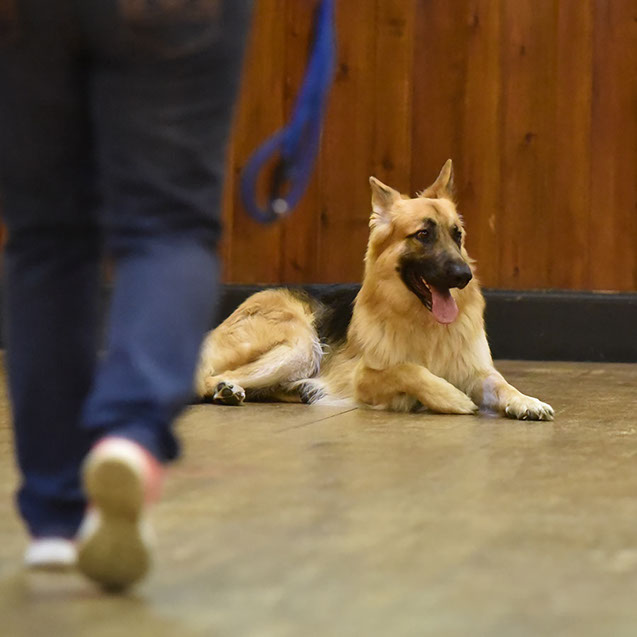 TAKE THE LEAD DOG TRAINING - SUFFOLK -GALLERY